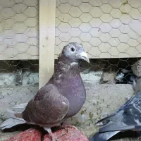 دو عدد ماده مسافتی جوان