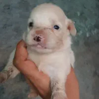 سگ عروسکی معاوضه