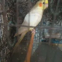 یک عدد عروس هلندی نر
