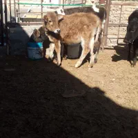 گوساله ماده|حیوانات مزرعه|اراک, |دیوار