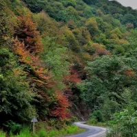 *سوپرایز هفته / از یه جاده جنگلی به یه ویلای خفن*