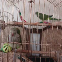 یک جفت راهب سبز