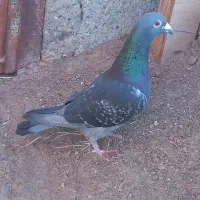 کاسک نر  معامله با پلاکی ماده