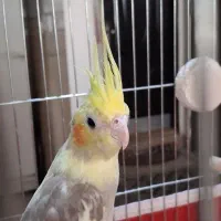 جوجه عروس هلندی دوکت|پرنده|قم, قلعه یزدیها|دیوار