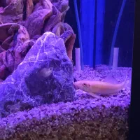 ماهی شارک|ماهی|میاندوآب, |دیوار