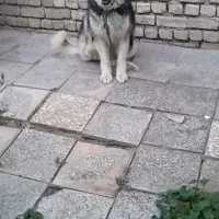 واگذاری سگ هاسکی