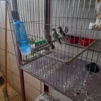 جوجه سهره|پرنده|مبارکه, |دیوار