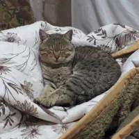 گمشده.گربه ای بنام گرمن|حیوانات|سنقر, |دیوار