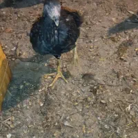 لاری  پنج ماهه دم تخم|حیوانات مزرعه|کشکسرای, |دیوار