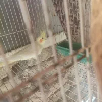 فروشی|پرنده|تربتحیدریه, آغوی|دیوار