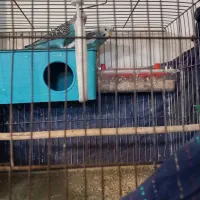 جفت مرغ عشق مولد تخم گزار|پرنده|تهران, نعمتآباد|دیوار