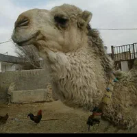 شیرشتر|خوردنی و آشامیدنی|قم, شاه سید علی|دیوار