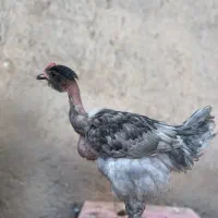 جوجه خروس گردن لختی محلی|حیوانات مزرعه|قزوین, |دیوار