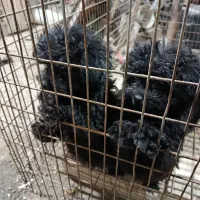 سگ‌پا‌کوتا|سگ|دامغان, |دیوار