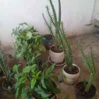 گل وگلدان|گل و گیاه طبیعی|شیروان (خراسان), |دیوار