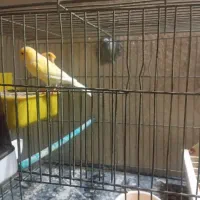 جفت قناری با جوجه و دو عدد جوجه نر