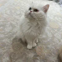 پرشین بالغ جوان