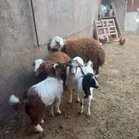 بره قوچی قوچ