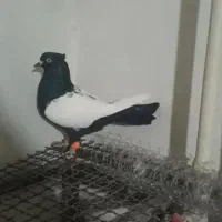 کبوتر سینه ای