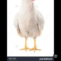 پوست کن و بیخصکار مرغ گوشتی