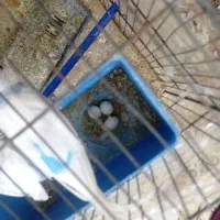 مرغ عشق نرو ماده ۳ عدد تخم مرغ|پرنده|اردبیل, |دیوار