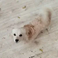 اشپیتز فروشی