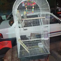 عروس هلندی|پرنده|تهران, امیریه|دیوار