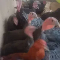 بوقلمون برنزی|حیوانات مزرعه|مشهد, هفده شهریور|دیوار