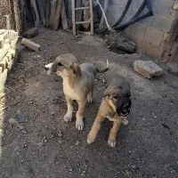 توله سگ پژدر