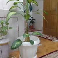 گل دیفن باخیا|گل و گیاه طبیعی|شهرضا, |دیوار