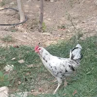 خروس گلین