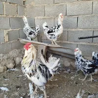 مرغ و خروس گلین