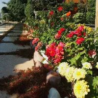 گیاهپزشکی نگهداری گل و گیاه آپارتمانی فضای سبز|خدمات باغبانی و درختکاری|تهران, زرگنده|دیوار