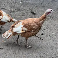 تعدادی مرغ وخروس وبوقلمو-قازبفروش میرسد