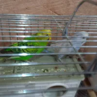 یک جفت مرغ عشق