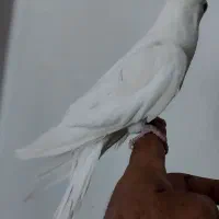 عروس هلندی آلبینو|پرنده|خمینی‌شهر, |دیوار