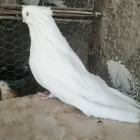 کبوتر سفید کاکلی چشم زرد