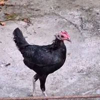 خروس جیبر اصیل سالم وسرحال ومرغ جیبر اصیل، سالم