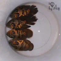 اسکار تایگر