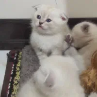 چینچیلا سیلور اسکاتیش بریتیش|گربه|ساری, |دیوار