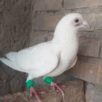 کبوتر نر|پرنده|اهواز, اسلام آباد شرقی|دیوار