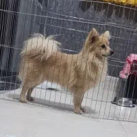 پامر روباهی