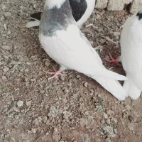 مغلف|پرنده|اسفرورین, |دیوار