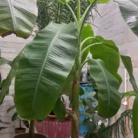 گل طبیعی دوتا درخت موز فاندانوس ونخل|گل و گیاه طبیعی|شاهرود, |دیوار