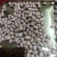 لوبیا چیتی|خوردنی و آشامیدنی|شیراز, بریجستون|دیوار