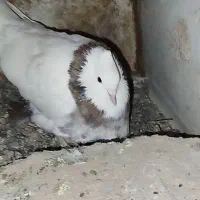 طوقی|پرنده|سبزوار, پیروزی|دیوار