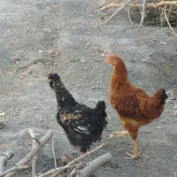 مرغ تخمی همراه باخروس