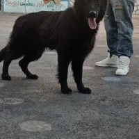 سگ ژرمن بلک