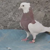 طوقی|پرنده|فولادشهر, سایت صنعتی کاوه|دیوار