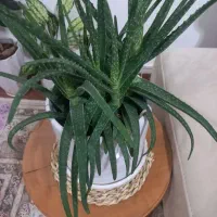مقداری گل طبیعی